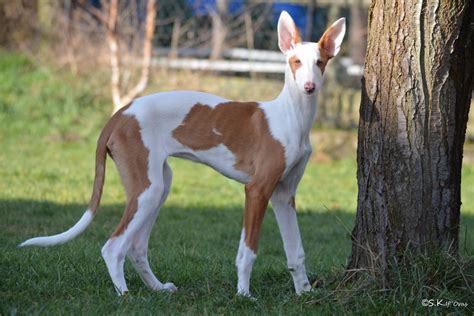 venta de podencos ibicencos|Podenco Ibicenco 